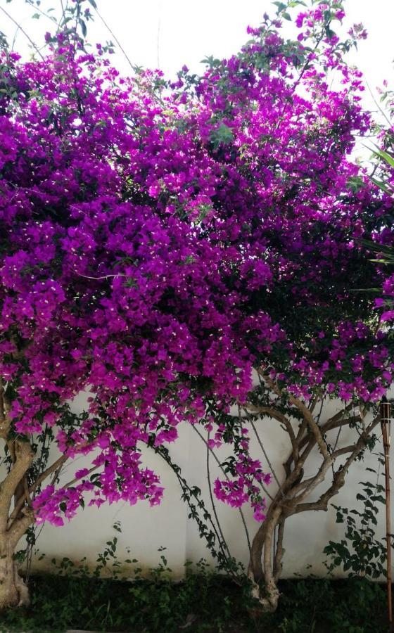 Villa Ada Casa Vacanze 토레 스페키아 루제리 외부 사진